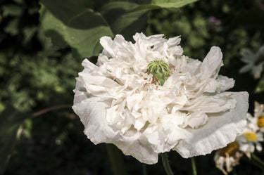 250 WHITE Cloud PEONY POPPY Papaver Peoniflorum Flower Seeds